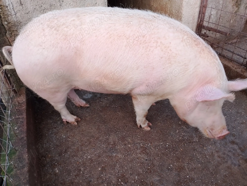 Vând porc de țară crescuți natural 