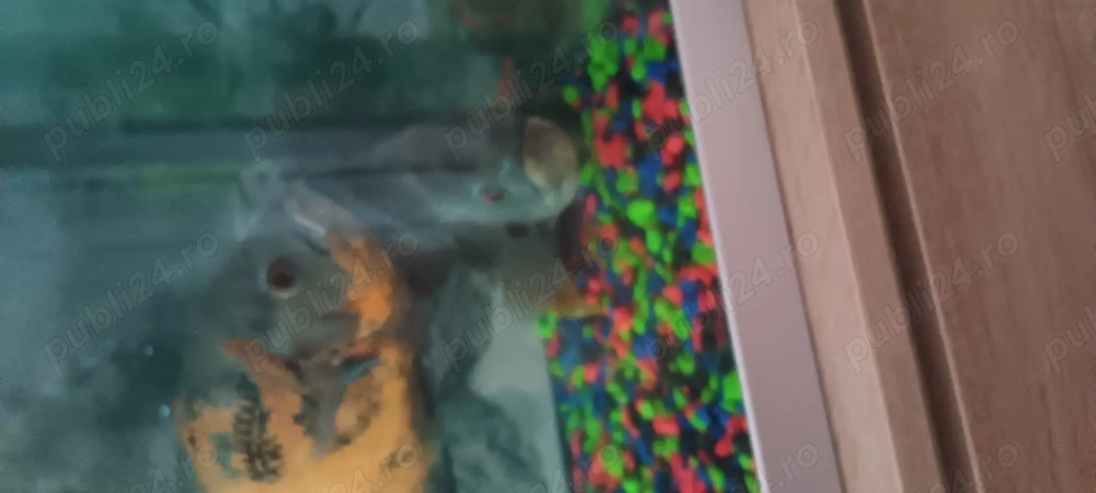 Schimb o pereche de pesti oscar