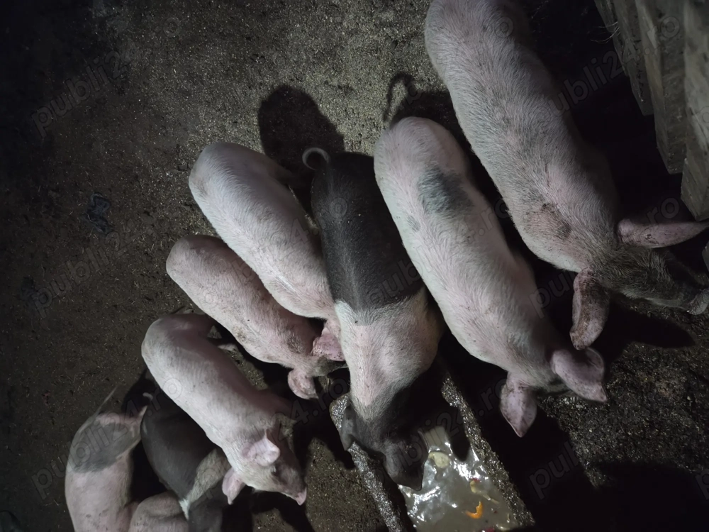 Vand purcei marele alb cu bazna