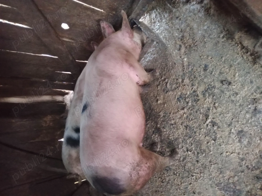  Vând porc crescut natural