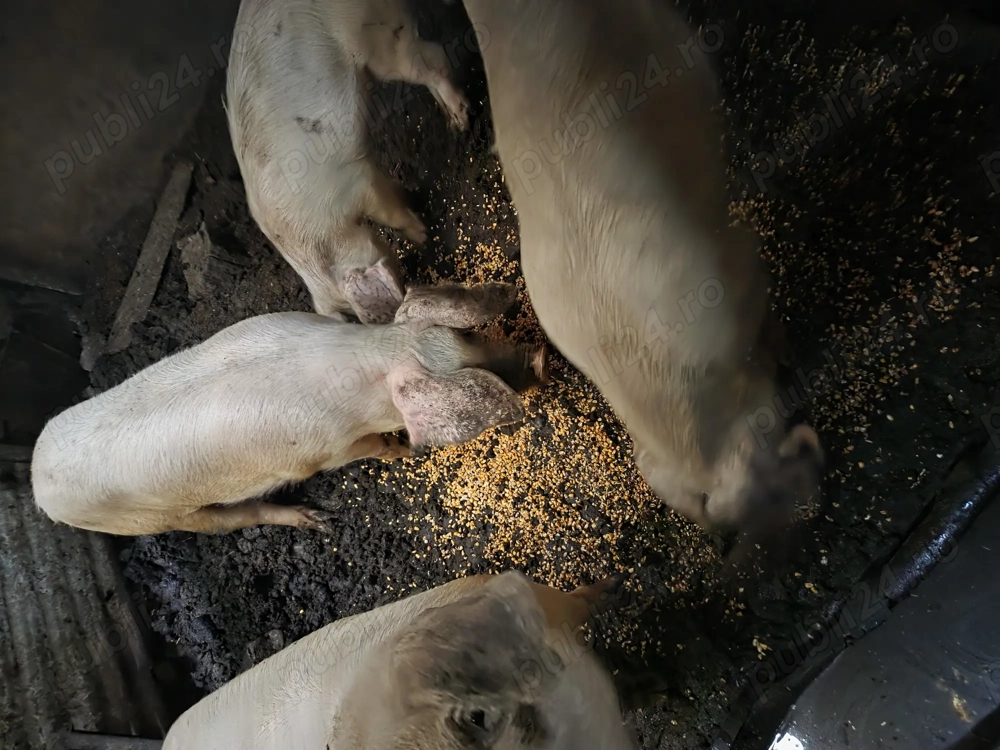 Vand porci marele alb