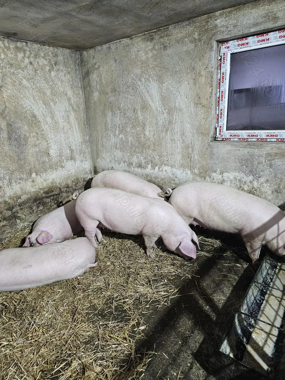 Vând 2 porci de 110 - 140 kg