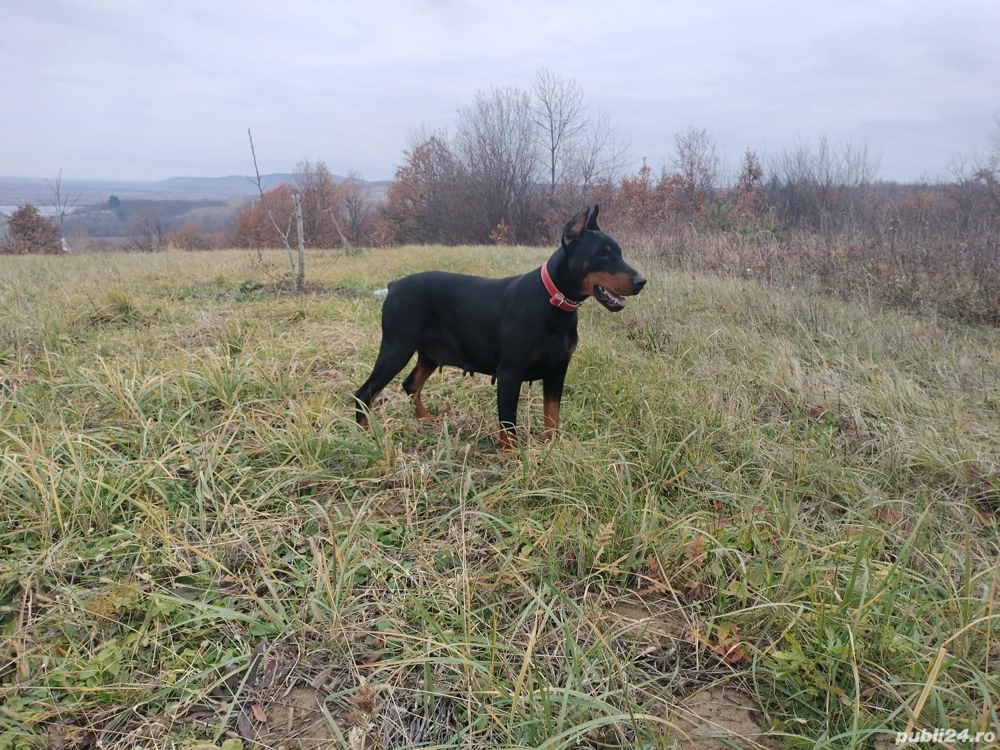 Vand femelă doberman cu pedigree 