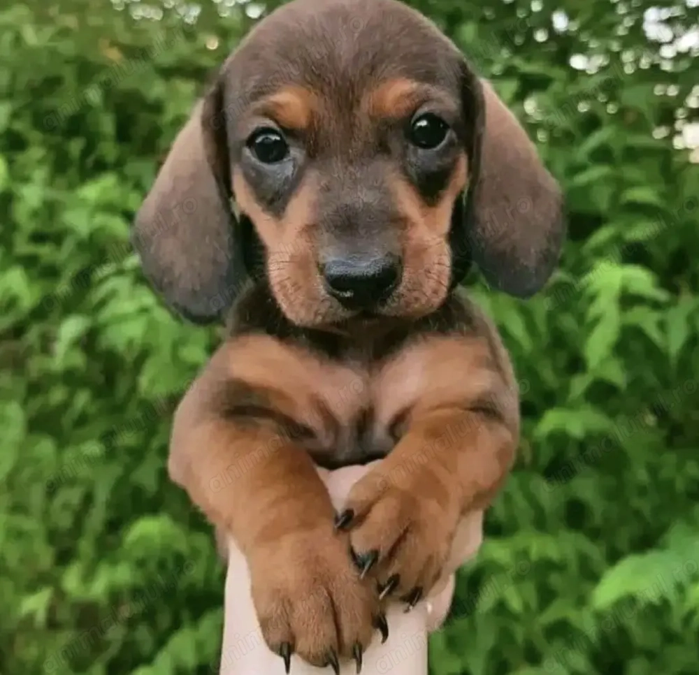 Teckel dachshund 