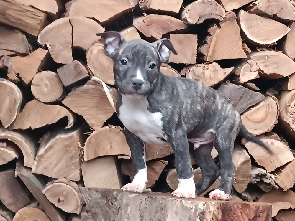 Pui Amstaff din parinti Campioni