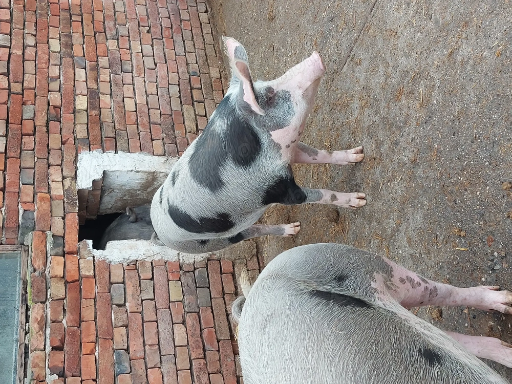 Porci de carne de vanzare