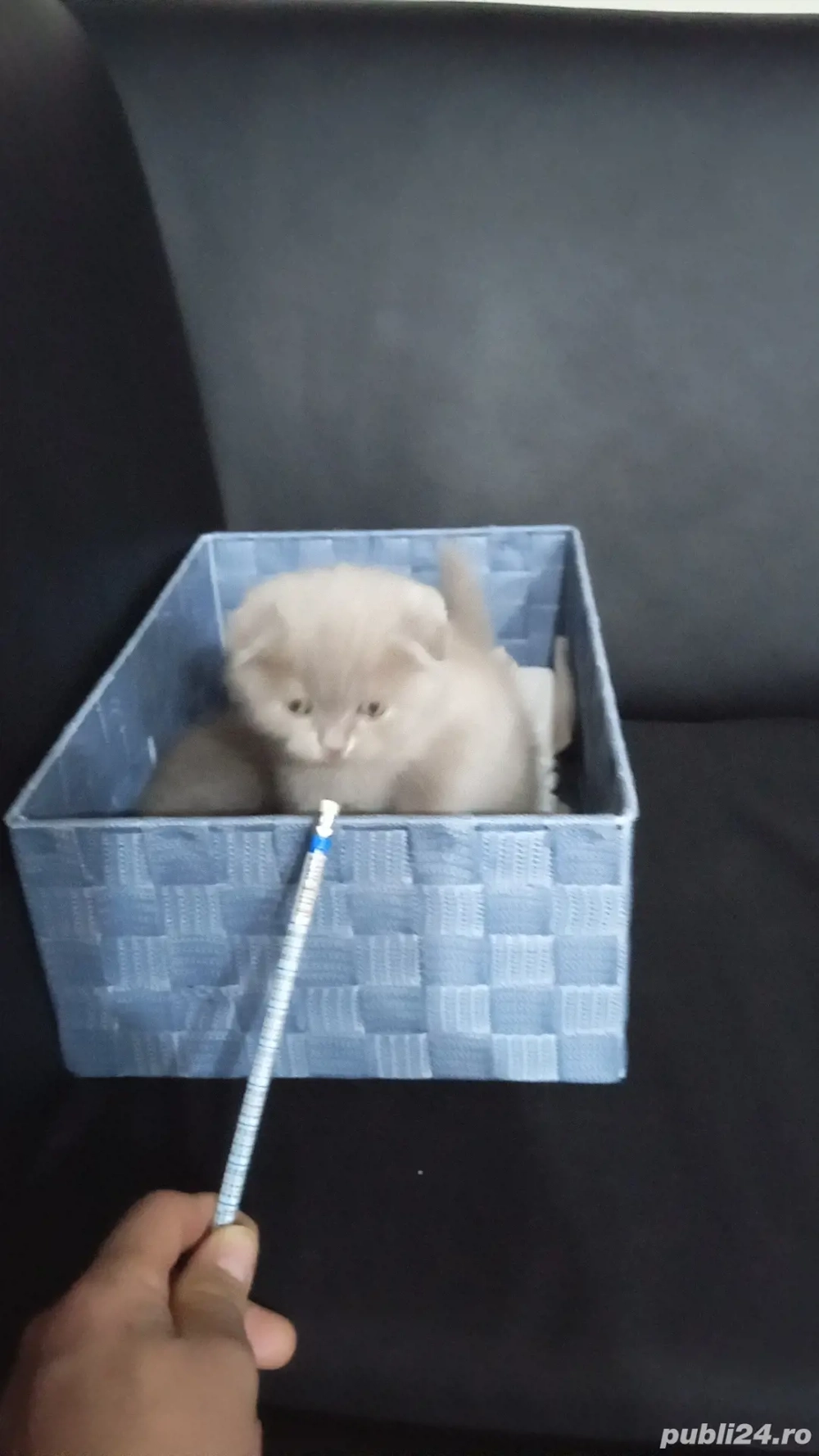 piscute  brithis scotiar 