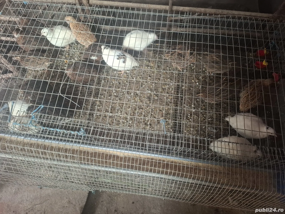 dau gratis masculi de prepelită 