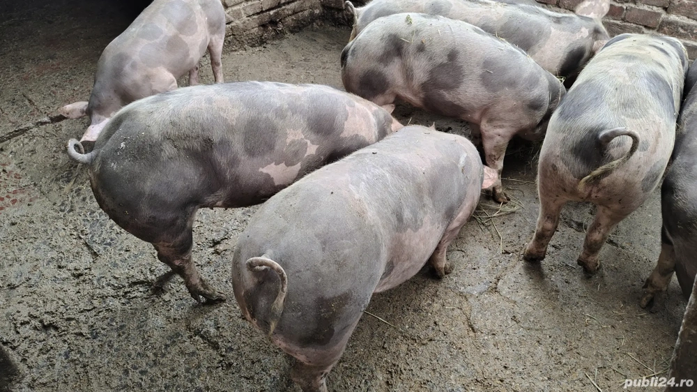 porci pietrain de vanzare 