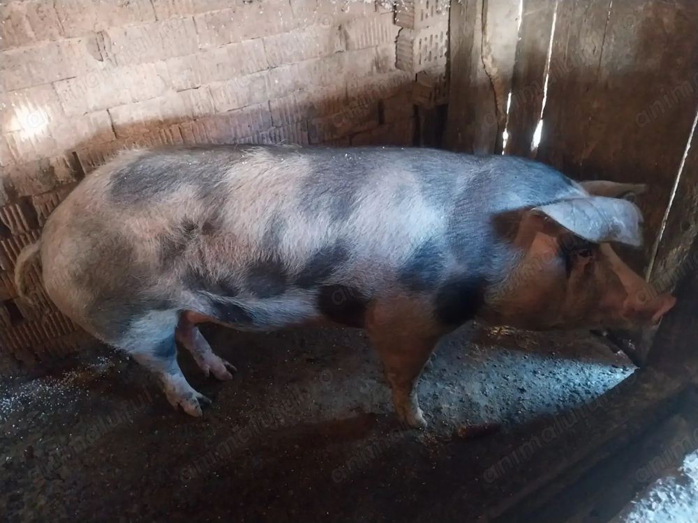 Vând porc de150 170 kg