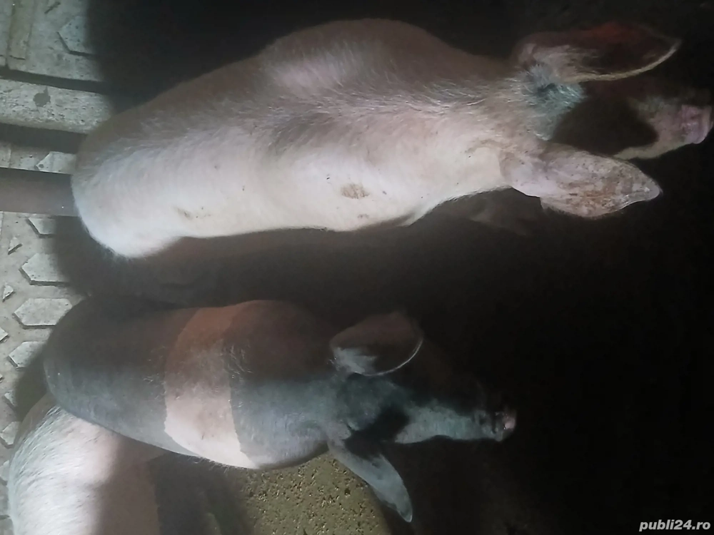 porci de vânzare 