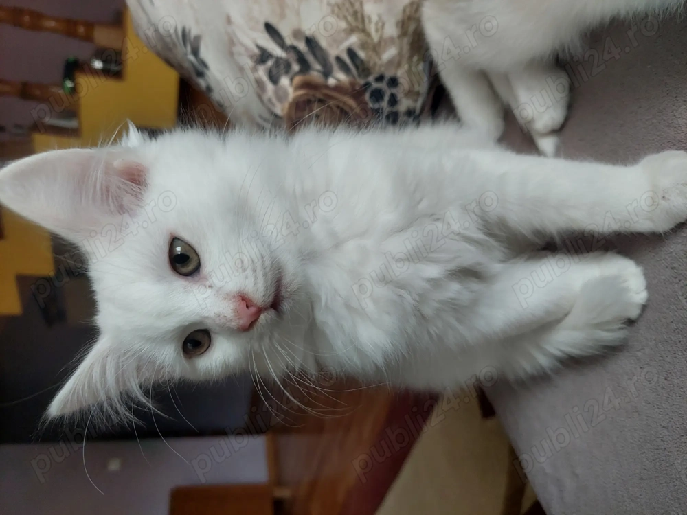 Pisică angora turcească 