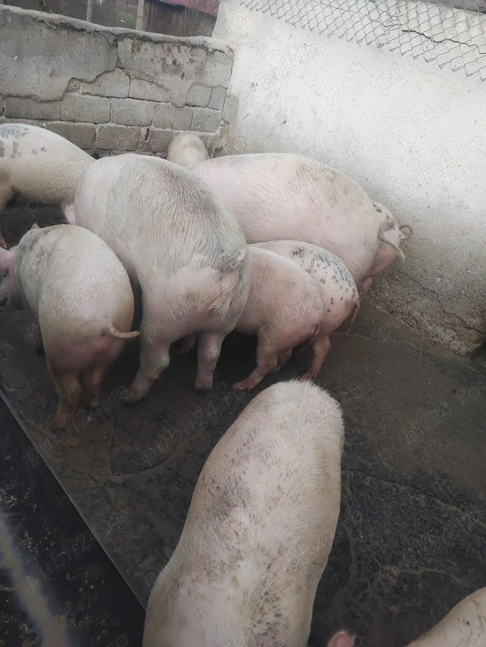 Vând porci diferite mărimi 