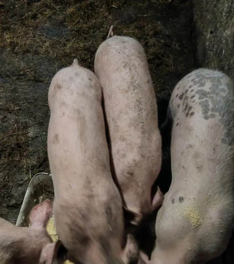 Vând 2 mascur,45 kg