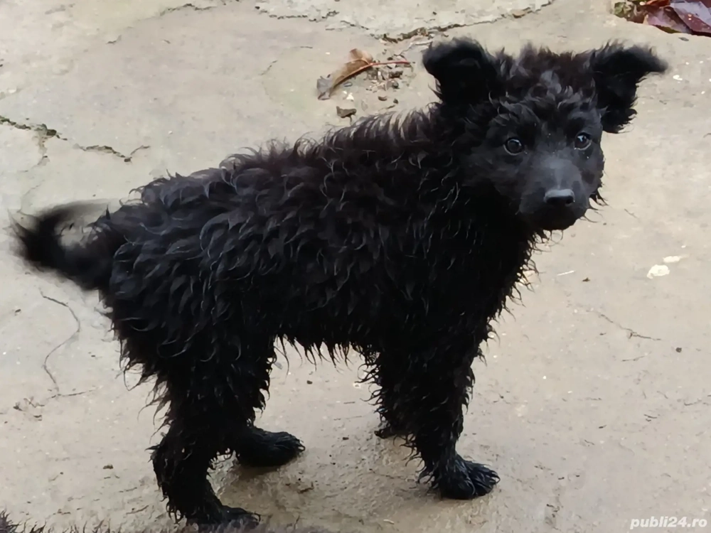 Catei de intors Mudi 