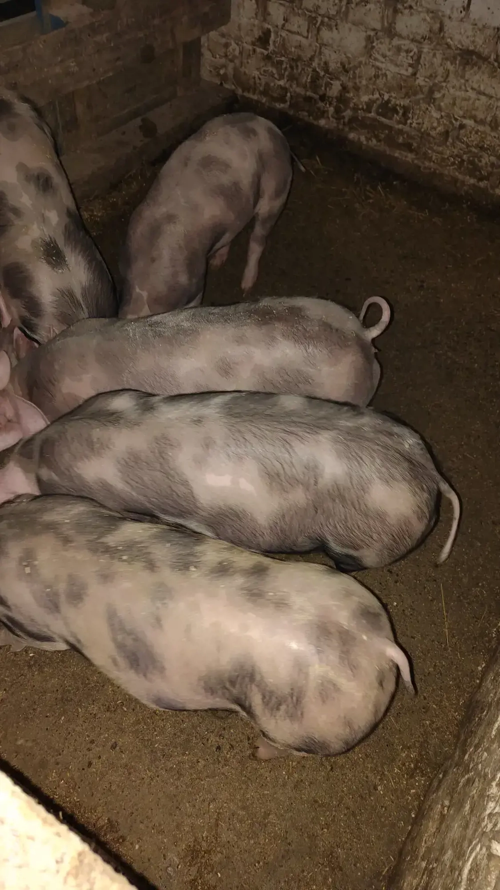 purcei pietrain de vanzare