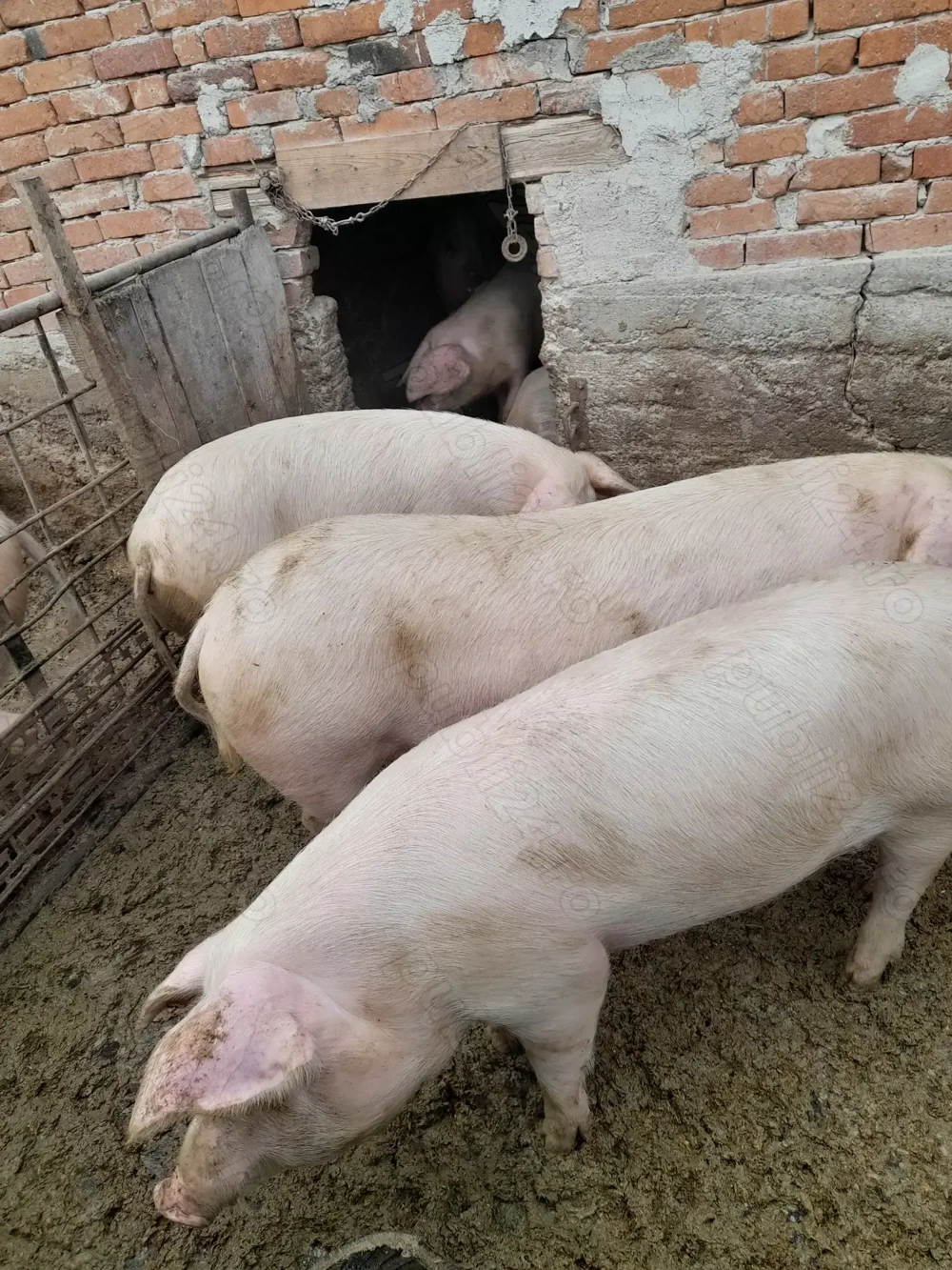 Vand porci de tăiat 