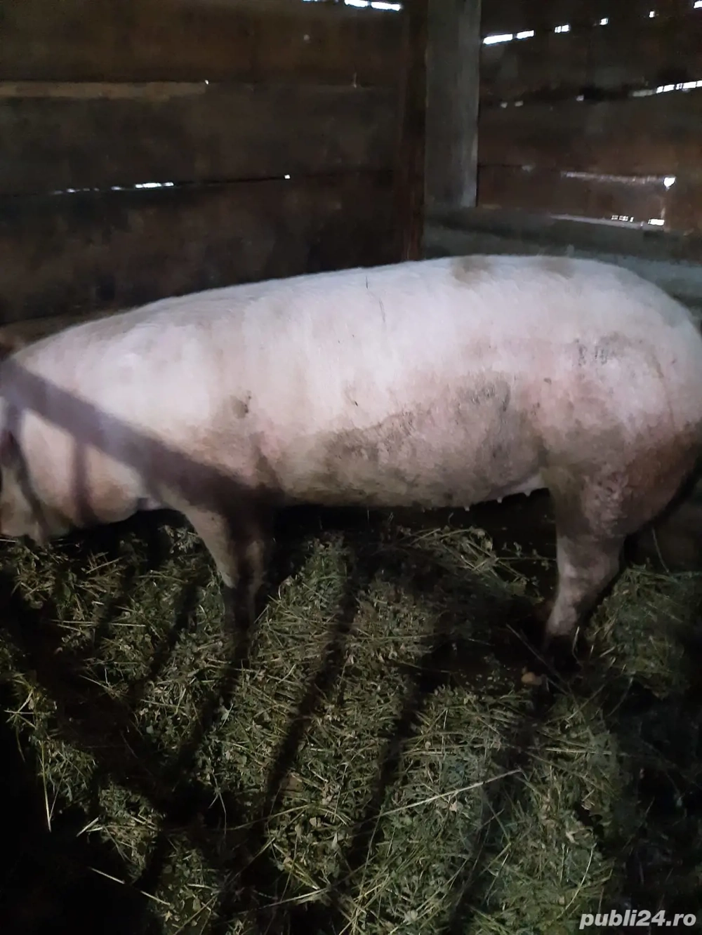 Vand Porc 170-180 kg Marele Alb