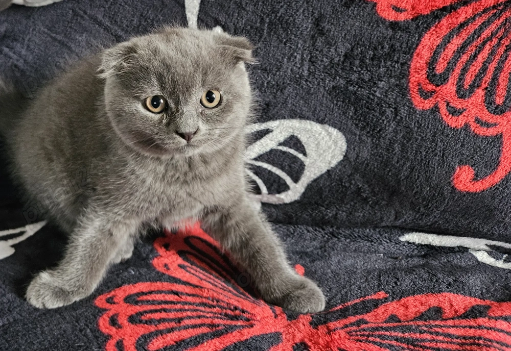 Pisicuta scottish fold blue