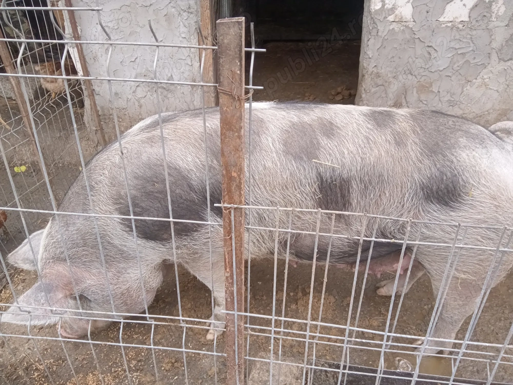 Purcea de vânzare Pietrian 