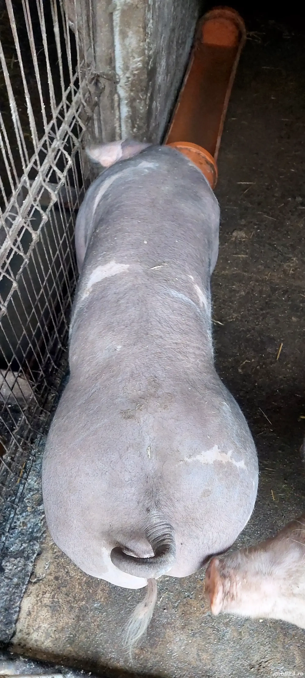 Scrofite pentru prasila