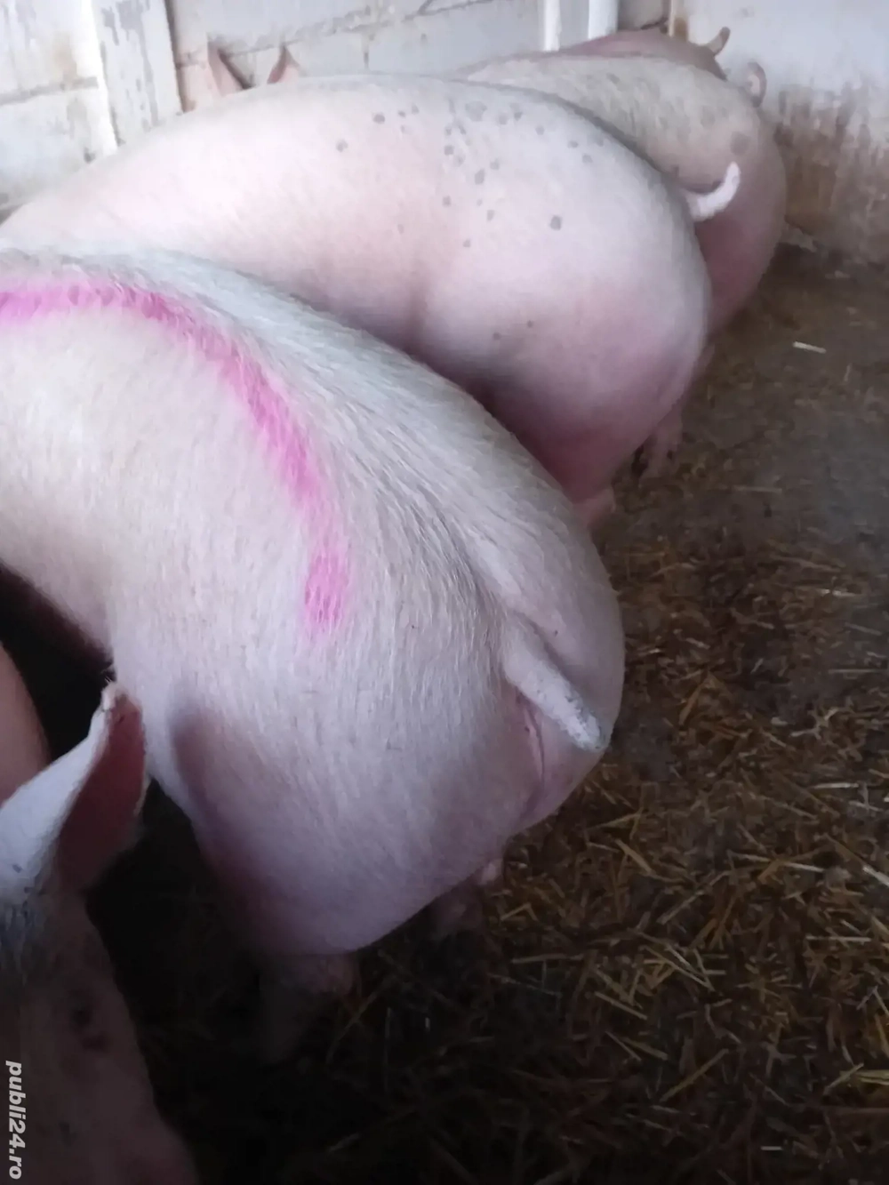 porci rasă pik 140 -200 kg