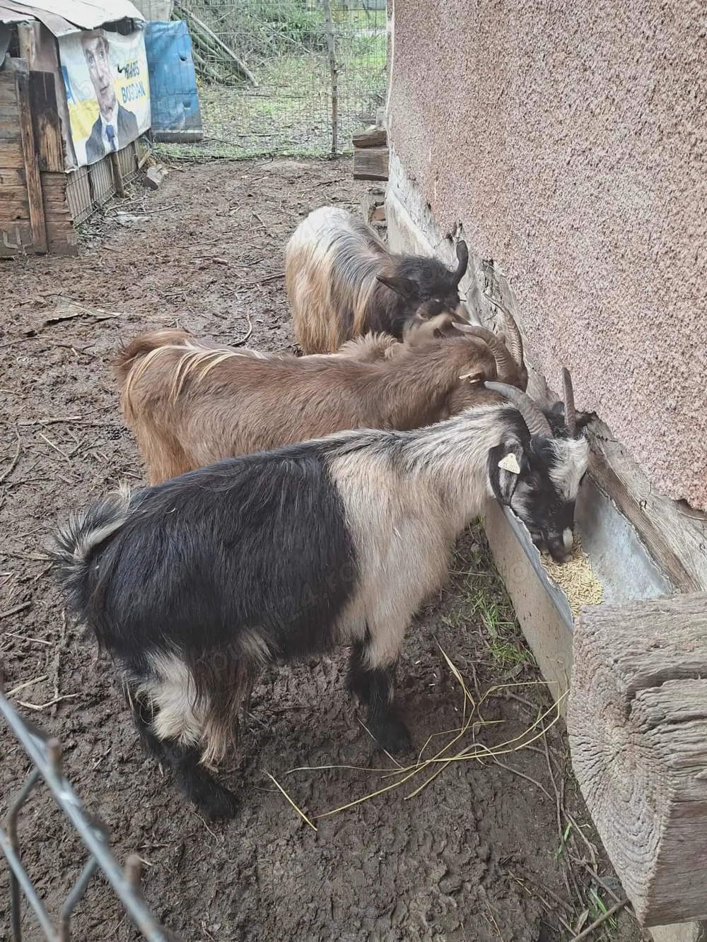 Vând capre sănătoase, bine îngrijite