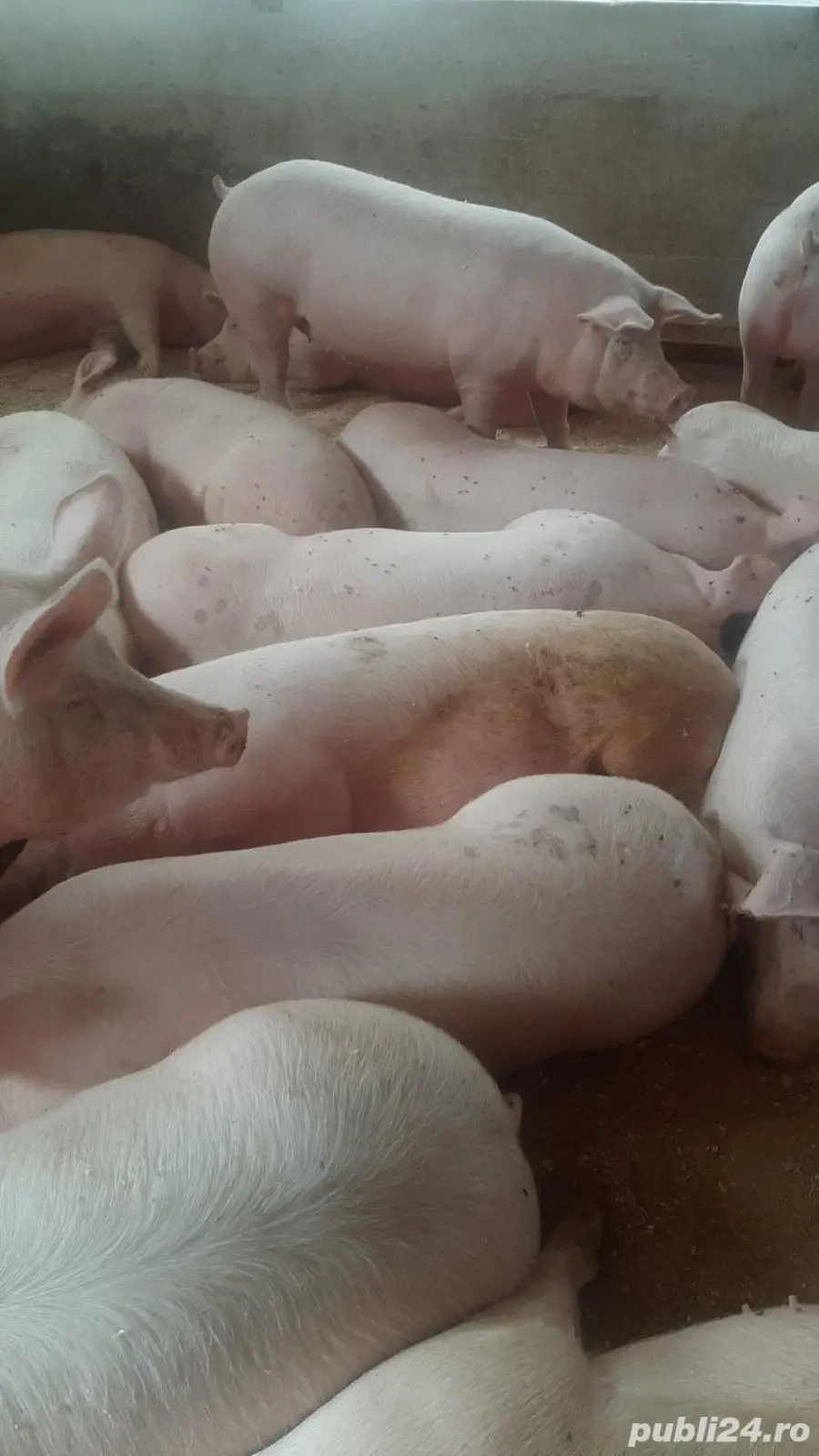 Vand porci rasa de carne!