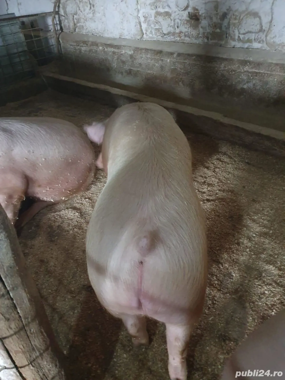 Vand porci cu strat minim de grasime!