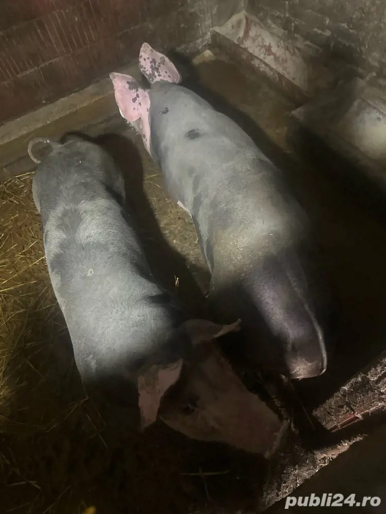 vand porci 90 100 de kg