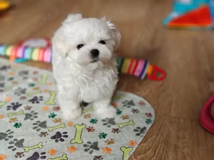 Puiuți de bichon maltez mini toy 