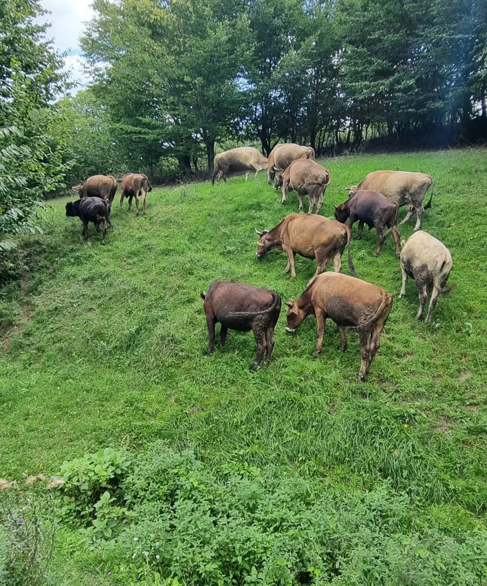 Animale de vanzare mici si mari !