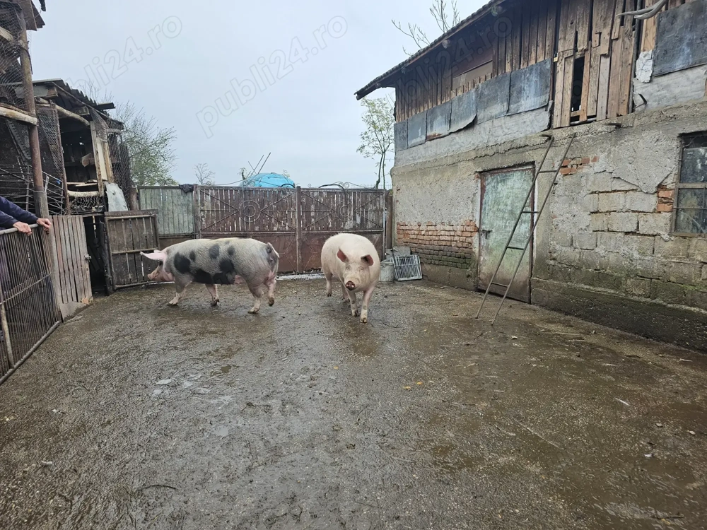 De vanzare porci mari