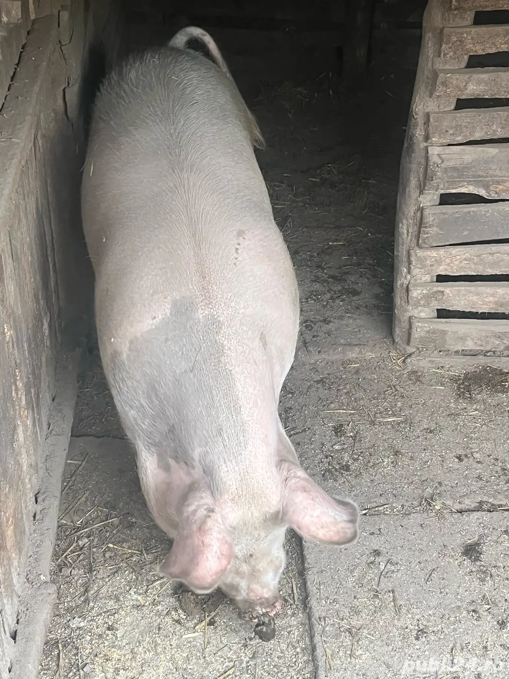 Porc de vanzare intre 100 125 kg. Mai multe detalii la telefon: .