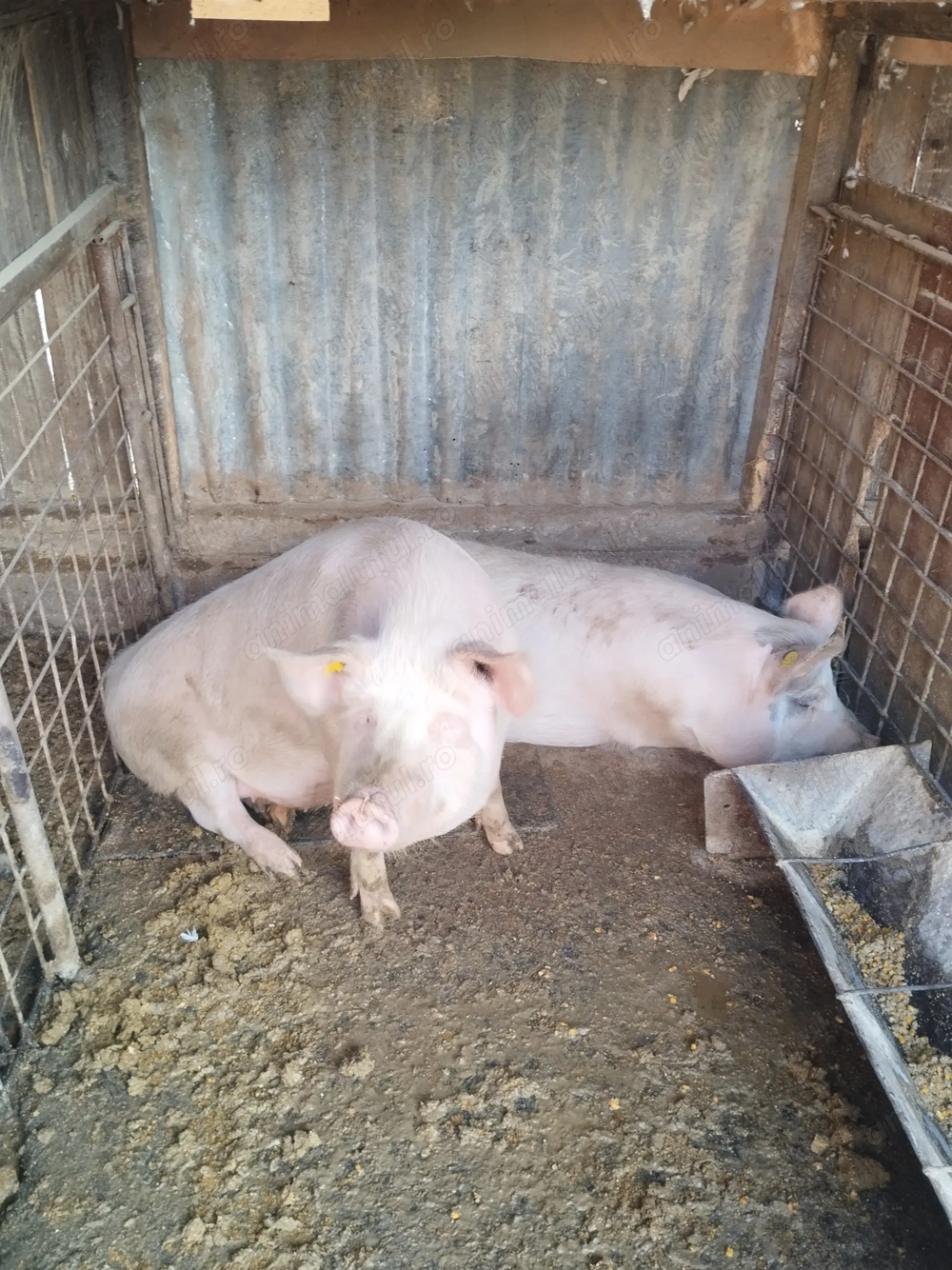 Vând porci marele alb 100-120kg