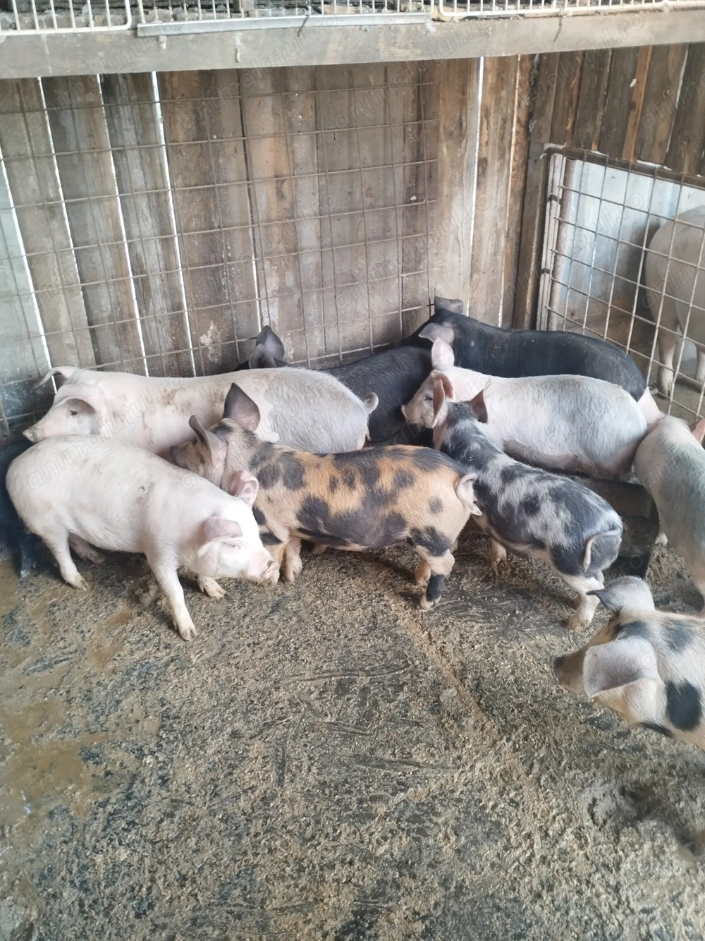 Vând 10 șoldani de 12 săptămâni