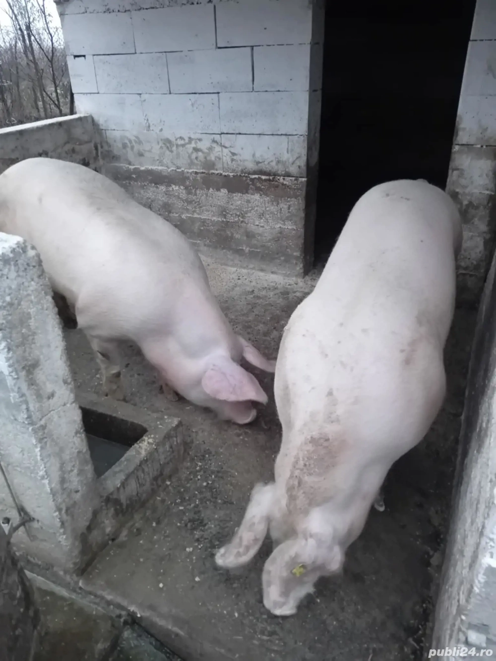 Porci pentru sacrificare 