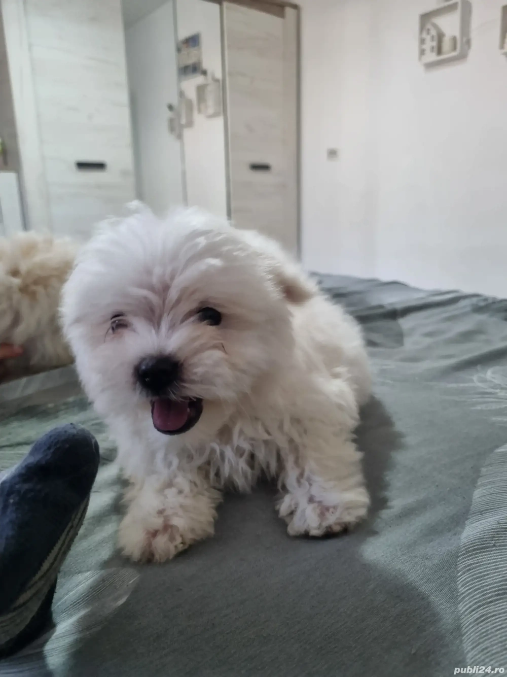 bichon maltez 8 saptamani