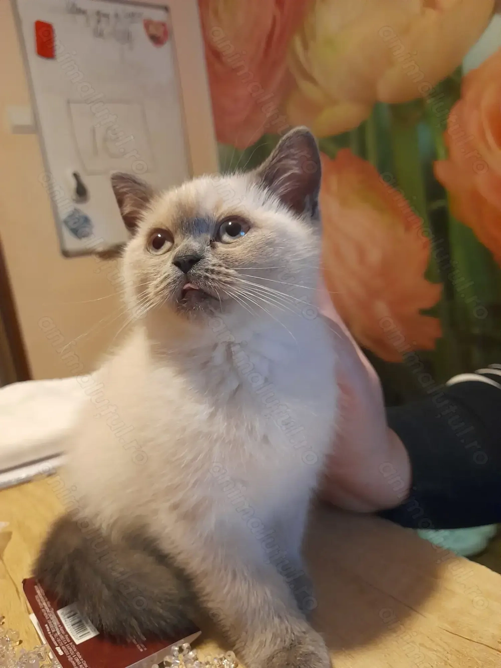 Pui pisica British Shorthair 