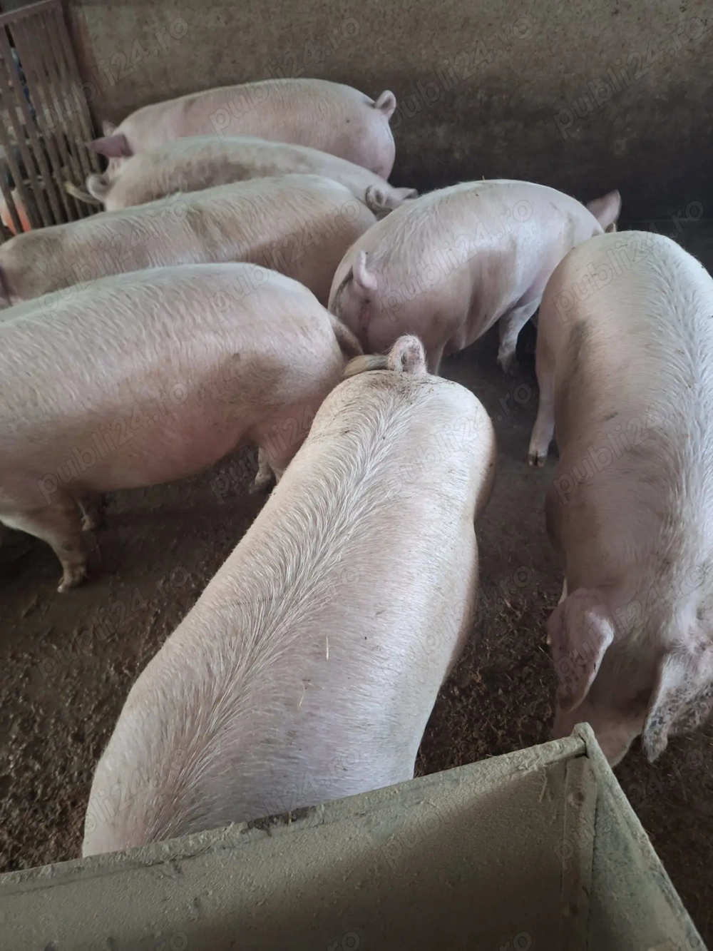 Vând porci de carne între 150kg și 180kg