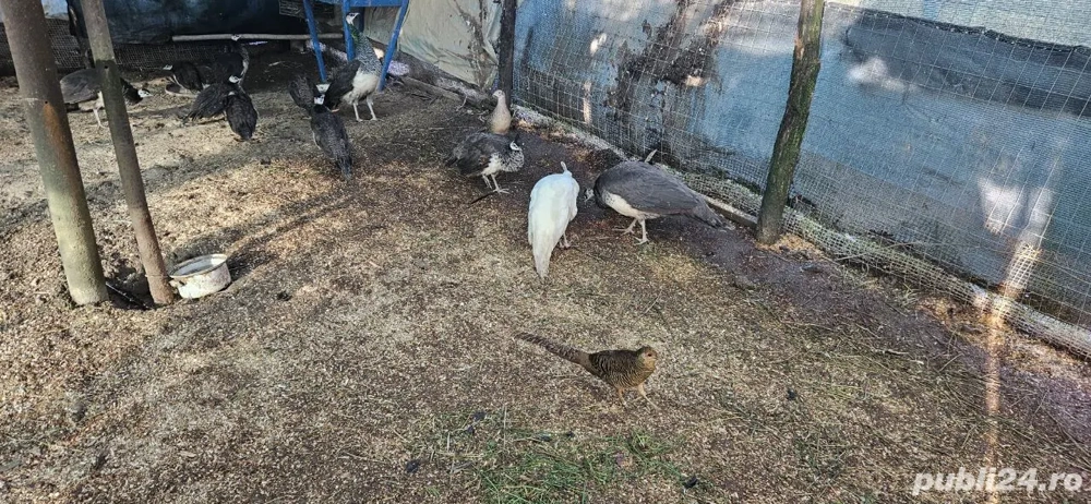 Păuni și Fazani - Diversi Culori, Crescuți în Gospodărie