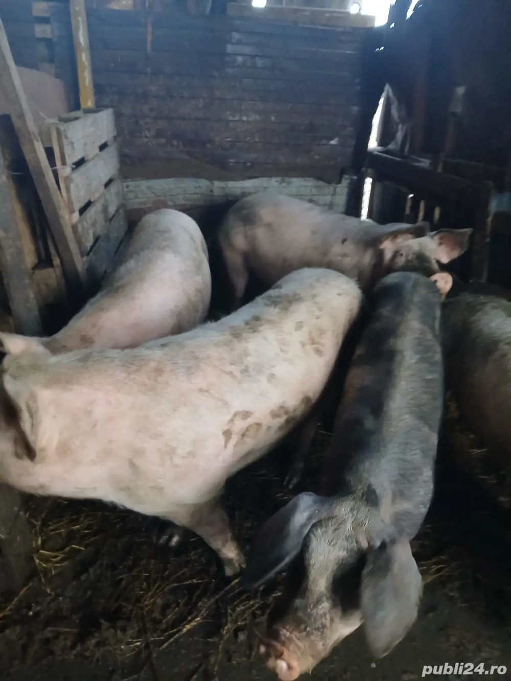 Vând porci pentru sacrificare 15lei kg negociabil 