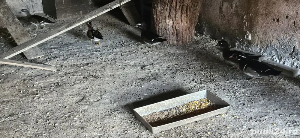 Rațe Mandarine   Pereche Grup, sănătoase și îngrijite