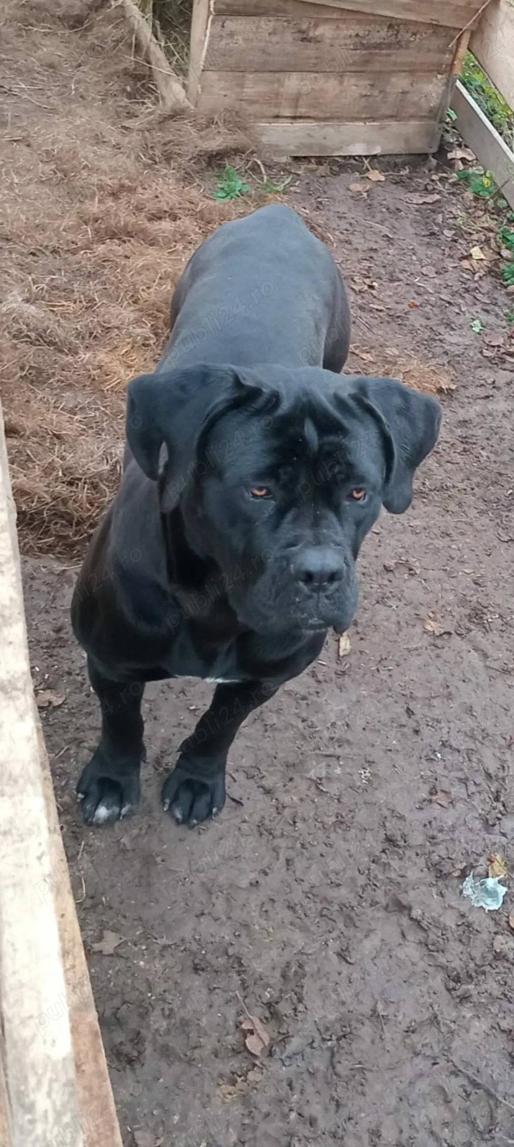 Canecorso 