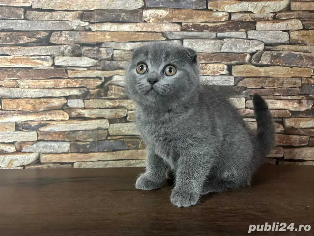 British Shorthair Scottish Fold