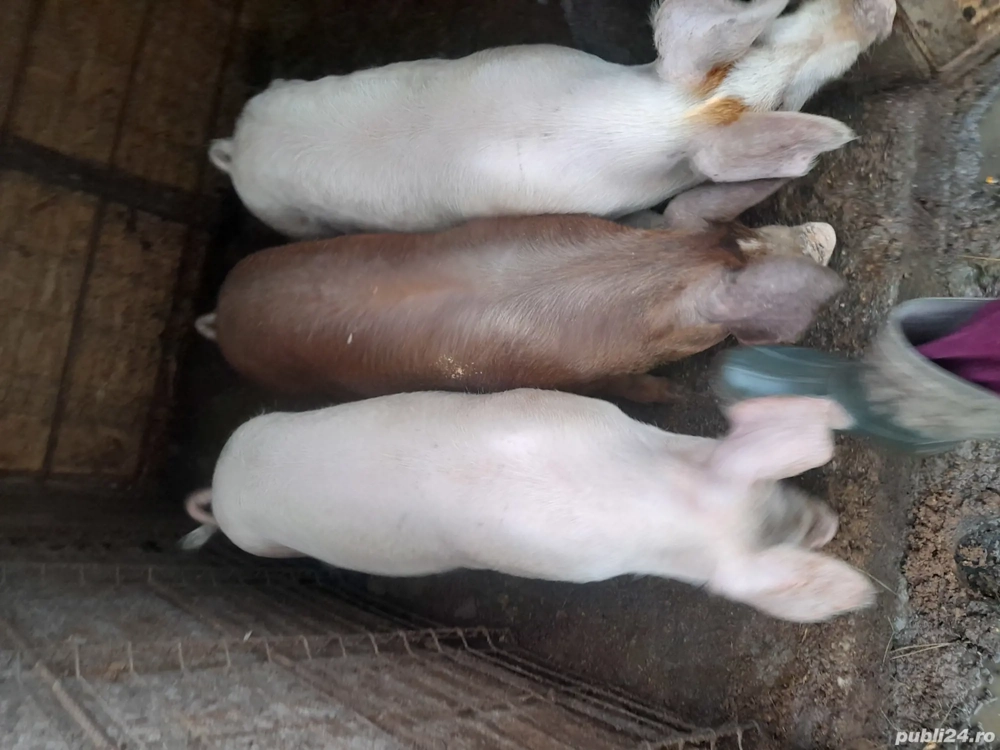 porci de vanzare 