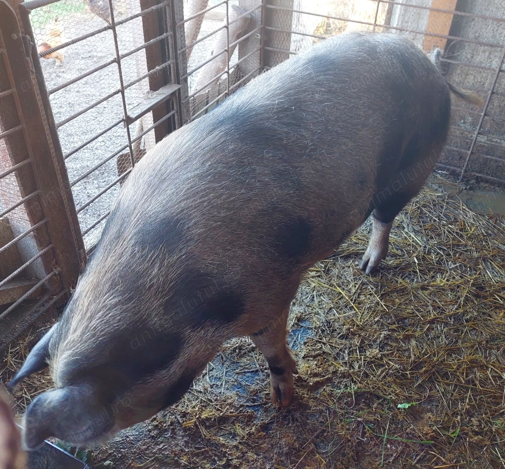 Porci Crescuți în gospodărie  ! 