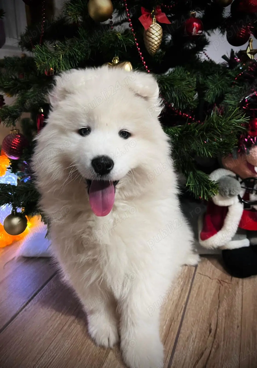 Pui Samoyed - fetita si baiat