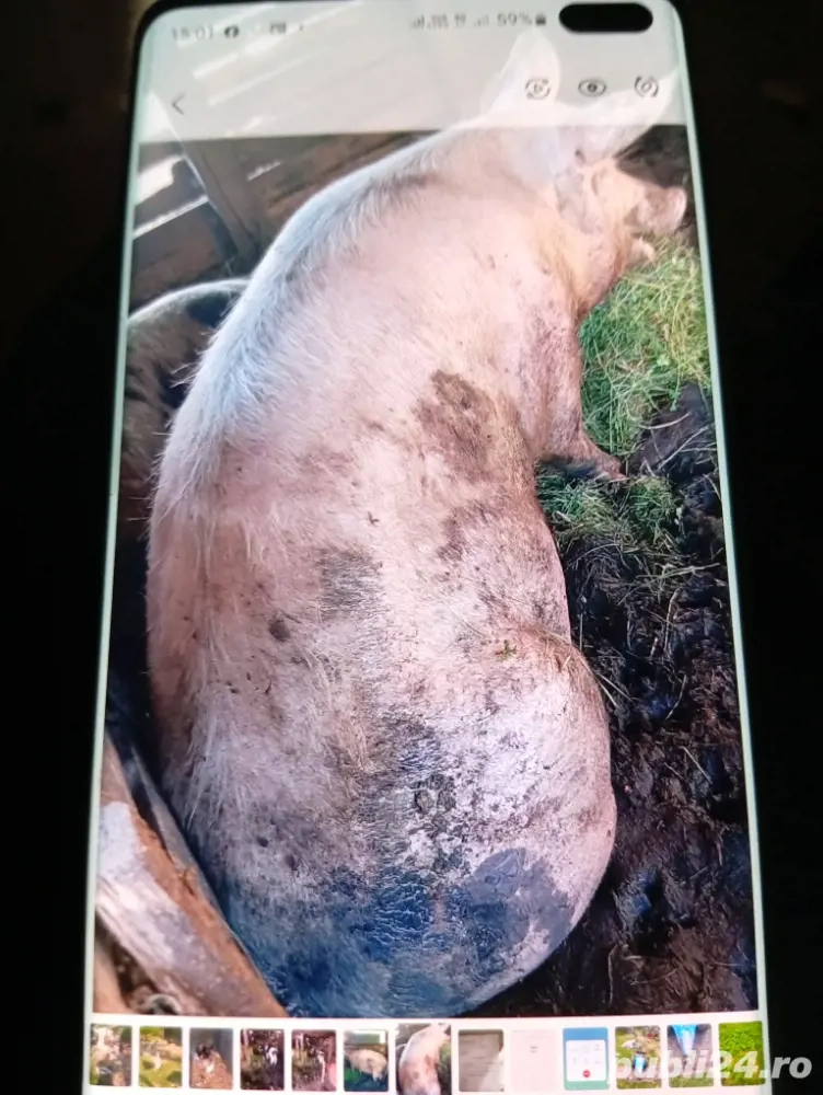 Porci de crăciun la preț bun