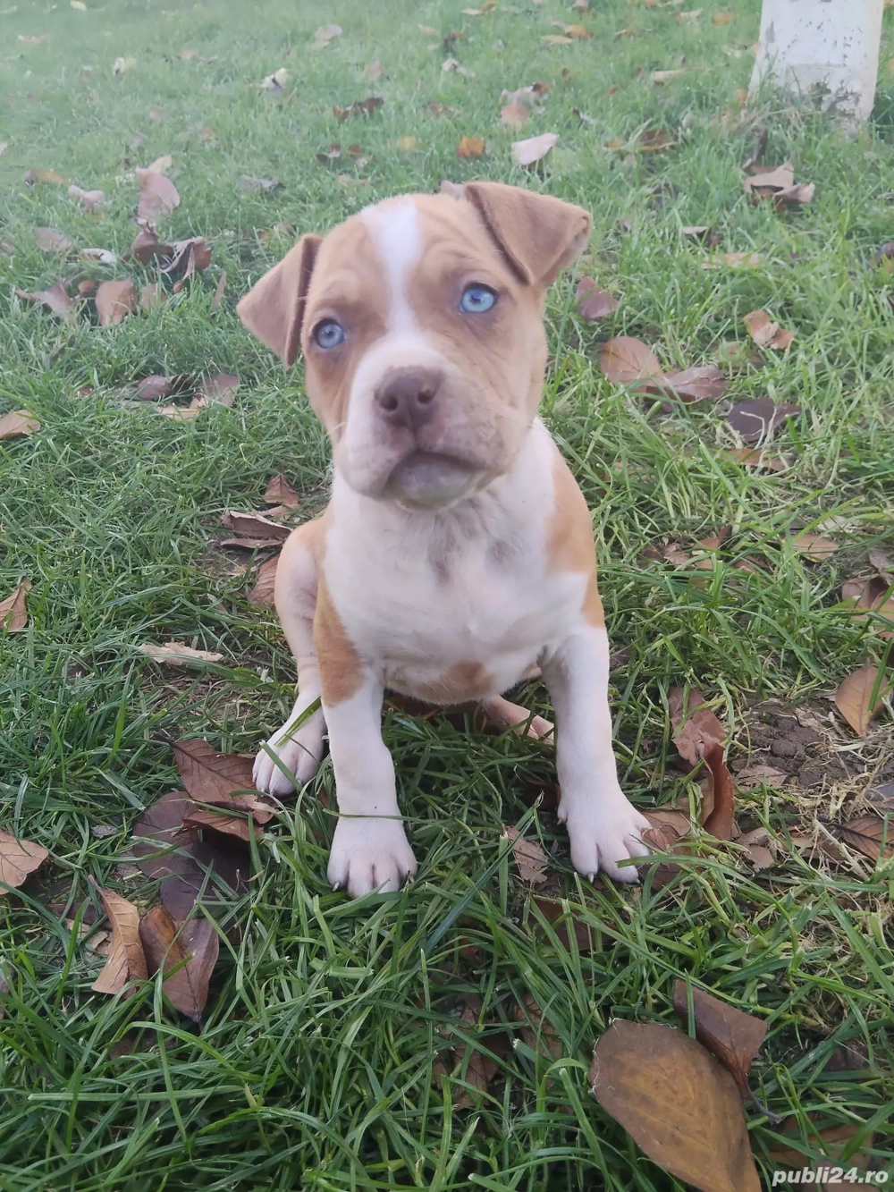 Pentru famili iubitore